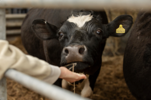 MSD Salud Animal lanza soluciones integrales ante crisis por gusano barrenador en bovinos de México